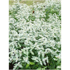 mięta górska (Pycnanthemum muticum) - Świat bylin - sklep internetowy