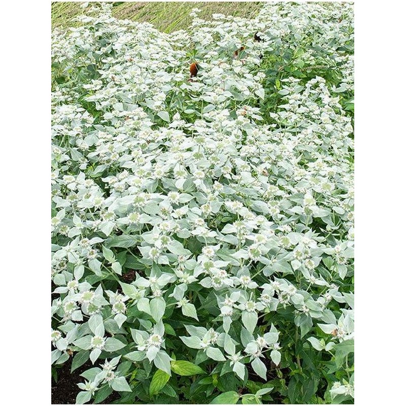 mięta górska (Pycnanthemum muticum) - Świat bylin - sklep internetowy