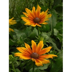 rudbekia owłosiona (Rudbeckia hirta) Summerina™ Butterscoth Biscuit- Świat bylin - sklep internetowy