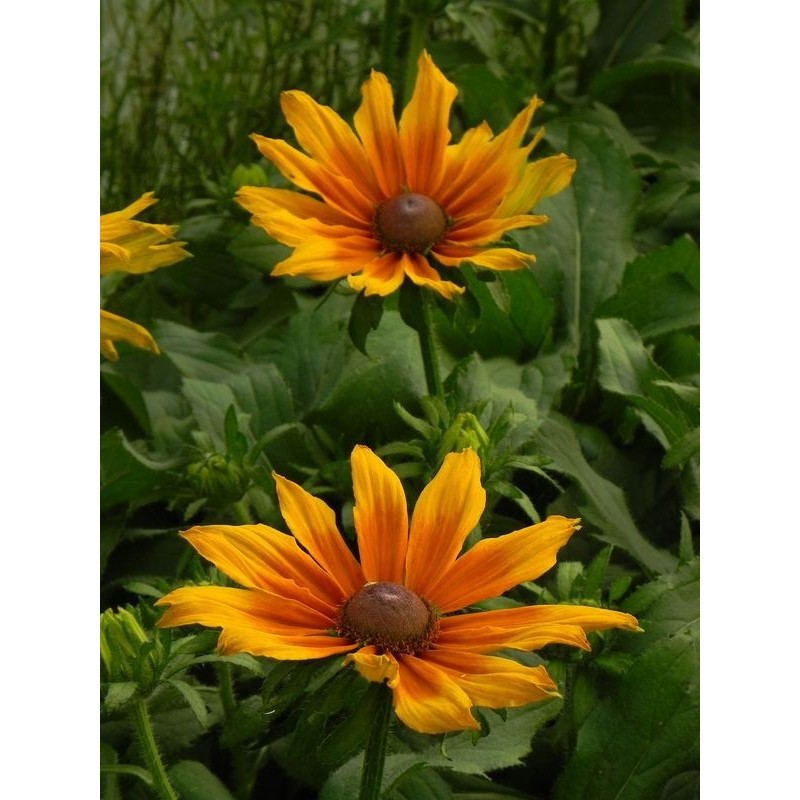 rudbekia owłosiona (Rudbeckia hirta) Summerina™ Butterscoth Biscuit- Świat bylin - sklep internetowy