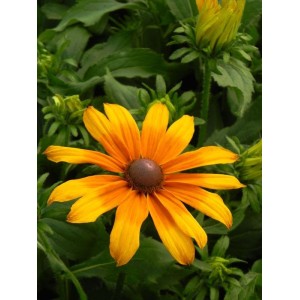 rudbekia owłosiona (Rudbeckia hirta) Summerina™ Butterscoth Biscuit- Świat bylin - sklep internetowy