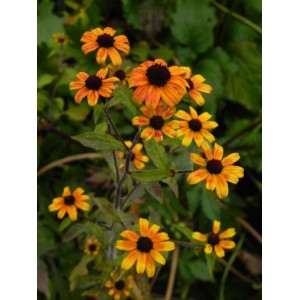 rudbekia trójklapowa (Rudbeckia triloba) Prairie Glow- Świat bylin - sklep internetowy