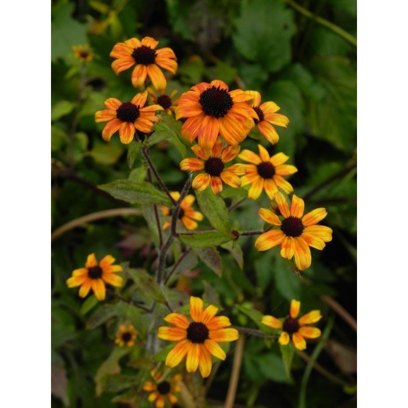 rudbekia trójklapowa (Rudbeckia triloba) Prairie Glow- Świat bylin - sklep internetowy