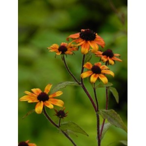rudbekia trójklapowa (Rudbeckia triloba) Prairie Glow- Świat bylin - sklep internetowy
