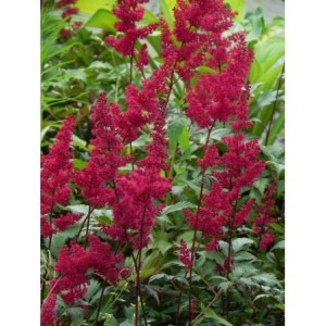 tawułka Arendsa (Astilbe x arendsii) Fanal- Świat bylin - sklep internetowy