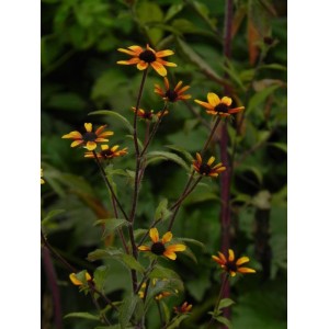 rudbekia trójklapowa (Rudbeckia triloba) Prairie Glow- Świat bylin - sklep internetowy