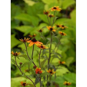 rudbekia trójklapowa (Rudbeckia triloba) Prairie Glow- Świat bylin - sklep internetowy