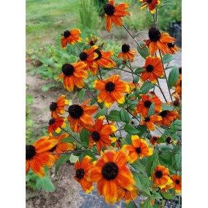 rudbekia trójklapowa (Rudbeckia triloba) Prairie Glow- Świat bylin - sklep internetowy