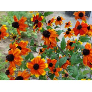 rudbekia trójklapowa (Rudbeckia triloba) Prairie Glow- Świat bylin - sklep internetowy