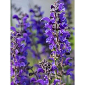 szałwia łąkowa (Salvia pratensis) Twilight Serenade- Świat bylin - sklep internetowy