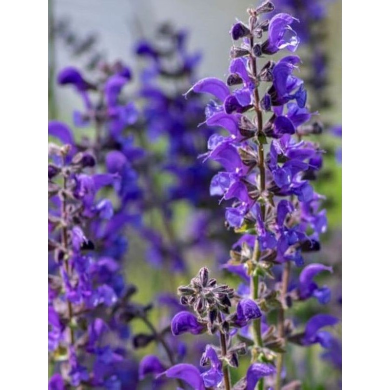 szałwia łąkowa (Salvia pratensis) Twilight Serenade- Świat bylin - sklep internetowy