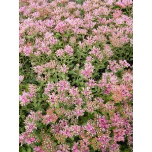 rozchodnik kaukaski (Sedum spurium) Tricolor- Świat bylin - sklep internetowy