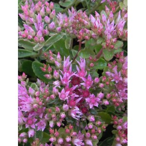 rozchodnik kaukaski (Sedum spurium) Tricolor- Świat bylin - sklep internetowy