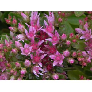 rozchodnik kaukaski (Sedum spurium) Tricolor- Świat bylin - sklep internetowy