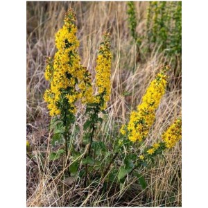 nawłoć pospolita (Solidago virgaurea) - Świat bylin - sklep internetowy