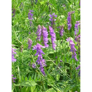 wyka ptasia (Vicia cracca) - Świat bylin - sklep internetowy