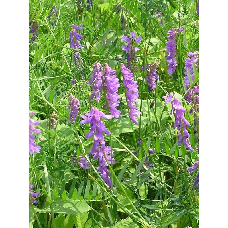 wyka ptasia (Vicia cracca) - Świat bylin - sklep internetowy