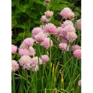 szczypiorek / czosnek szczypiorek (Allium schoenoprasum) Pink One- Świat bylin - sklep internetowy