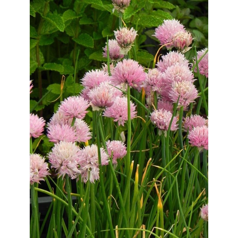 szczypiorek / czosnek szczypiorek (Allium schoenoprasum) Pink One- Świat bylin - sklep internetowy