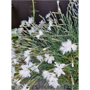 goździk piaskowy (Dianthus arenarius) Little Maiden - Świat bylin - sklep internetowy