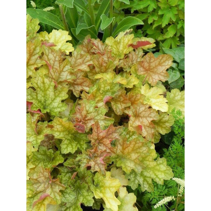 żurawka ogrodowa (Heuchera x hybrida) Ginger Ale- Świat bylin - sklep internetowy