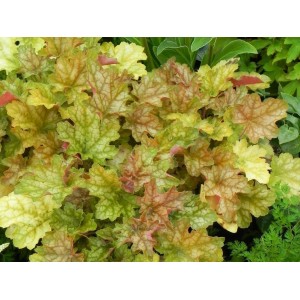 żurawka ogrodowa (Heuchera x hybrida) Ginger Ale- Świat bylin - sklep internetowy