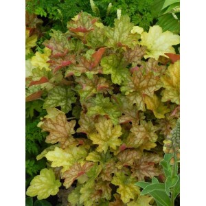 żurawka ogrodowa (Heuchera x hybrida) Ginger Ale- Świat bylin - sklep internetowy