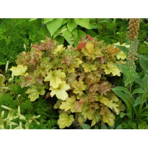 żurawka ogrodowa (Heuchera x hybrida) Ginger Ale- Świat bylin - sklep internetowy