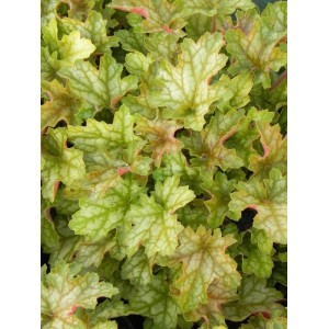 żurawka ogrodowa (Heuchera x hybrida) Ginger Ale- Świat bylin - sklep internetowy