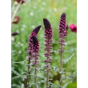 tojeść ciemnopurpurowa (Lysimachia atropurpurea) Beaujolais- Świat bylin - sklep internetowy