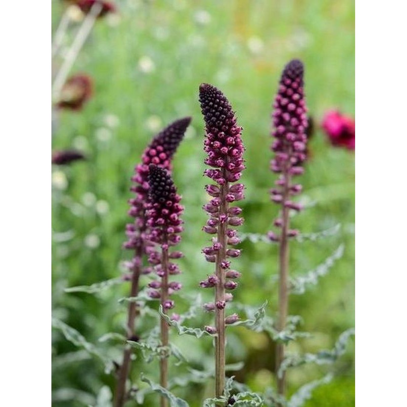 tojeść ciemnopurpurowa (Lysimachia atropurpurea) Beaujolais- Świat bylin - sklep internetowy