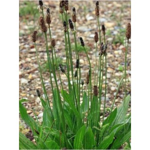 babka lancetowata (Plantago lanceolata) Libor- Świat bylin - sklep internetowy