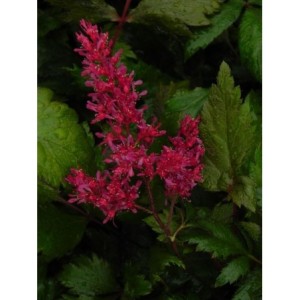 tawułka Arendsa (Astilbe x arendsii) Fanal- Świat bylin - sklep internetowy