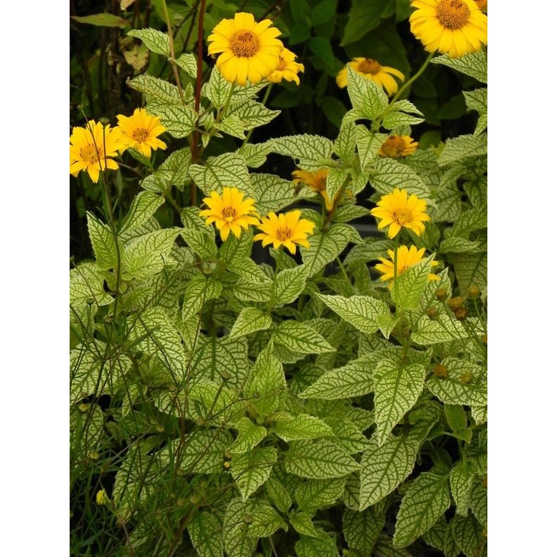słoneczniczek szorstki (Heliopsis helianthoides) Solare Flare- Świat bylin - sklep internetowy