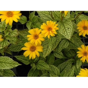 słoneczniczek szorstki (Heliopsis helianthoides) Solare Flare- Świat bylin - sklep internetowy