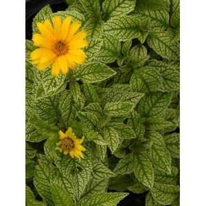 słoneczniczek szorstki (Heliopsis helianthoides) Solare Flare- Świat bylin - sklep internetowy