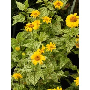 słoneczniczek szorstki (Heliopsis helianthoides) Solare Flare- Świat bylin - sklep internetowy