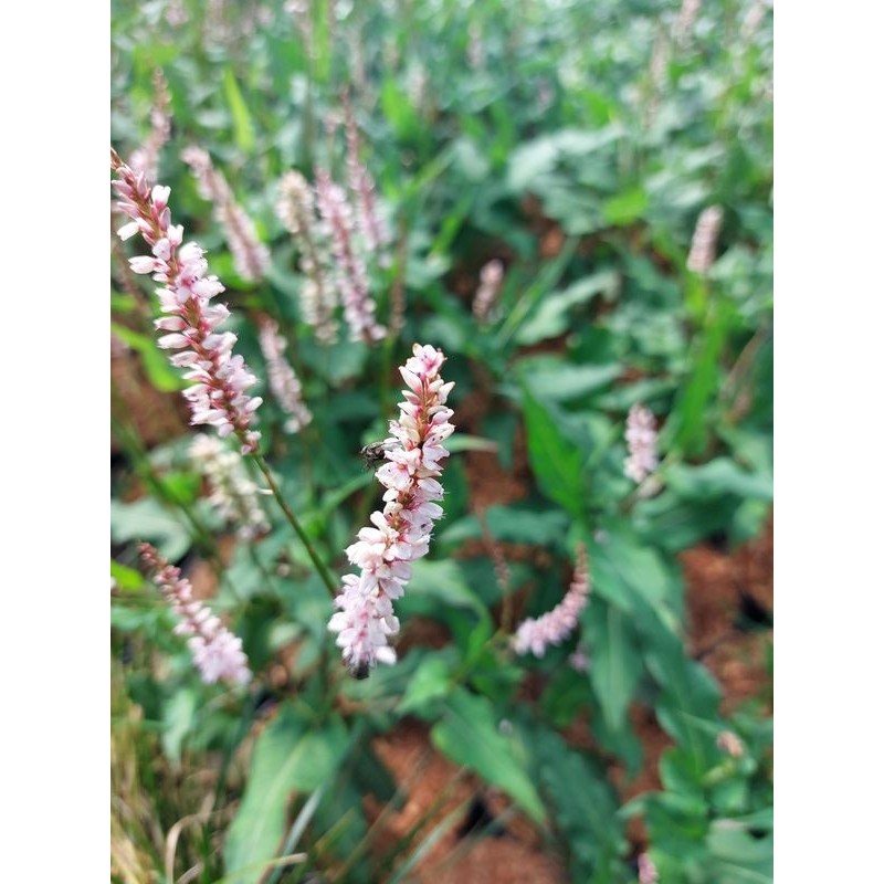 rdest himalajski (Persicaria amplexicaulis) JS Misty Morning- Świat bylin - sklep internetowy
