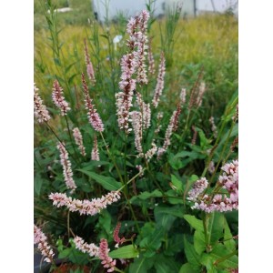 rdest himalajski (Persicaria amplexicaulis) JS Misty Morning- Świat bylin - sklep internetowy