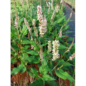 rdest himalajski (Persicaria amplexicaulis) JS Misty Morning- Świat bylin - sklep internetowy
