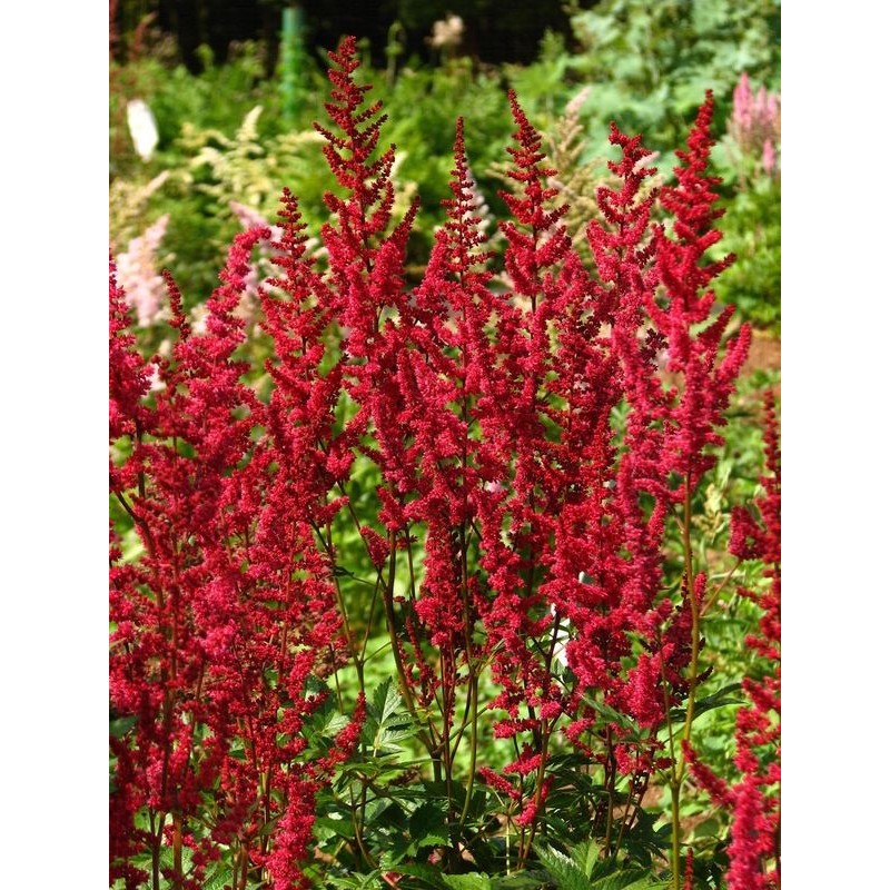 tawułka Arendsa (Astilbe x arendsii) Glut- Świat bylin - sklep internetowy