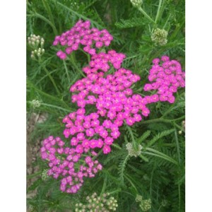 krwawnik pospolity (Achillea millefolium) Cerise Queen- Świat bylin - sklep internetowy