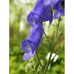 tojad Fischera (Aconitum fischeri) - Świat bylin - sklep internetowy