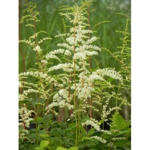 tawułka Thunberga (Astilbe x thunbergii) Prof. van der Wielen- Świat bylin - sklep internetowy