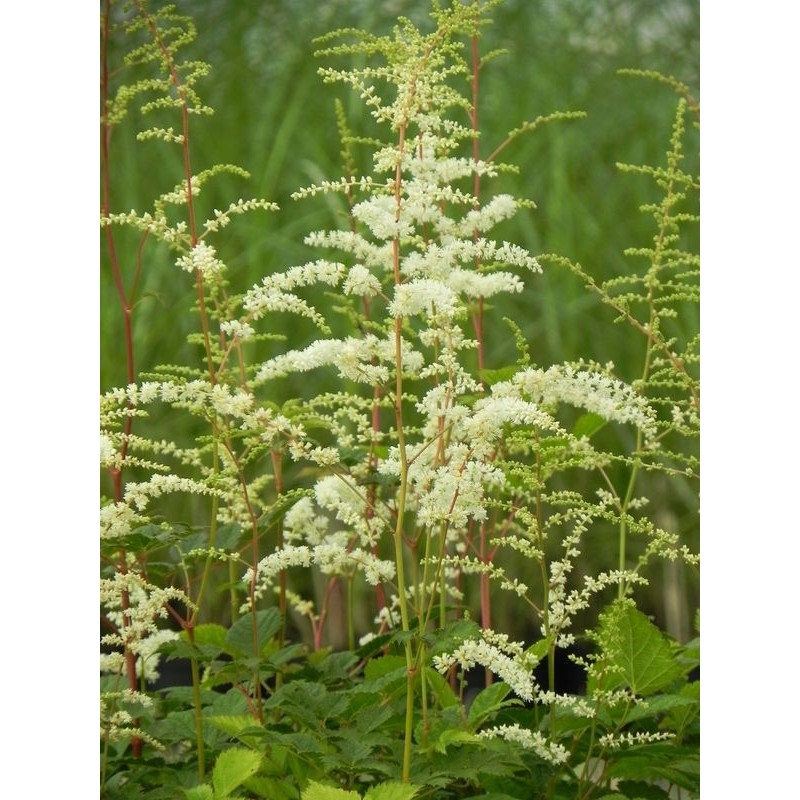 tawułka Thunberga (Astilbe x thunbergii) Prof. van der Wielen- Świat bylin - sklep internetowy