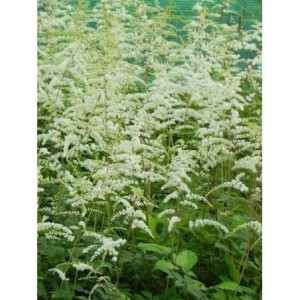tawułka Thunberga (Astilbe x thunbergii) Prof. van der Wielen- Świat bylin - sklep internetowy