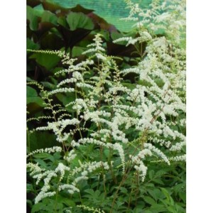 tawułka Thunberga (Astilbe x thunbergii) Prof. van der Wielen- Świat bylin - sklep internetowy