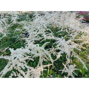 tawułka Thunberga (Astilbe x thunbergii) Prof. van der Wielen- Świat bylin - sklep internetowy