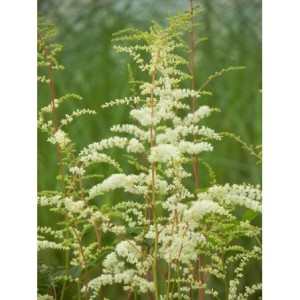 tawułka Thunberga (Astilbe x thunbergii) Prof. van der Wielen- Świat bylin - sklep internetowy