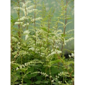 tawułka Thunberga (Astilbe x thunbergii) Prof. van der Wielen- Świat bylin - sklep internetowy